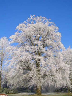 na een nacht flink sneeuwen, kwam 's ochtends de zon tevoorschijn. de blauwelucht maakte het plaatje compleet.