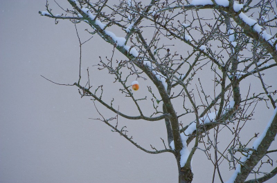 Niet bedoeld als hoogstandje, maar slechts opmerkelijk. De apple heeft het een week uitgehouden in z'n ntje, totdat een kramsvogel het genoeg vond.