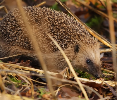 Vandaag  in het park in de stad de eerste egel gezien.
Kwam even uit zijn hol (onder een omgevallen boom  stronk)
om wat blaadjes op halen en verdween weer in zijn hol.
Ik denk dat het nog wat te koud was .