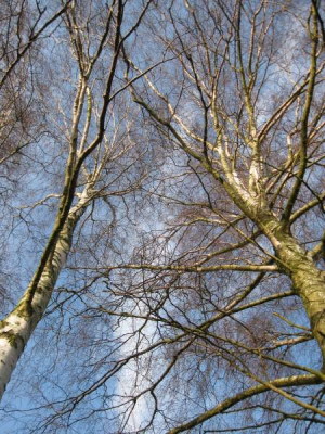Ik ben er met de digicompact er weer op uit geweest
en trof deze statigeberken aan . berken vind ik wat  hebben . ik ben dicht op de bomen gaan staan , en heb toen  schuin naar boeven toe gefotograveerd , Om zo diepte en perspectiev te creeren .