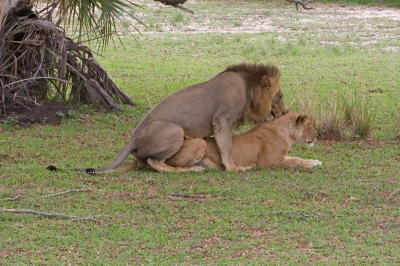 Elke 20 minuten paarden deze twee leeuwen. Iets verder op lag een moeder met twee zogende jongen. Waarschijnlijk zelfde vader.
