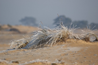 Vanuit de hand genomen, met mijn eerste digitale reflex de D70. Met zijn 6 mp blijkt wel weer dat een goed objectief belangrijker is dan veel megapixels. De lens was een Nikon 80-200 2.8 (schuifzoom)