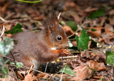 Allereerst wil ik iedereen die op mijn foto heeft gestemd bedanken voor de mooie kritieken en cijfers die jullie hebben gegeven. Ik ben trots er op dat mijn foto als hoogstgewaardeerde in de etalage staat. Natuurlijk moet ik ook de eekhoorn zelf bedanken. Immers is hij degene die er zo mooi voor gaat zitten. Gisteren ben ik hem weer gaan opzoeken en ja hoor; hij was er weer. Als eerbetoon aan hem en natuurlijk omdat ik de foto's zelf weer geslaagd vind hier nogmaals tweemaal "MIJN EEKHOORN"