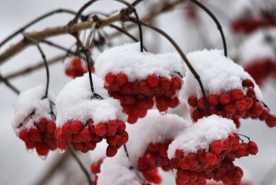 De sneeuw maakt dat de bosjes bessen nog eens extra naar beneden hangen. Het sneeuwde nog zachtjes terwijl je onder de besjes al de dooidruppeltjes ziet hangen. Dit bewijst maar weer dat de planten hun eigen warmte cree�ren. Uit de hand genomen.