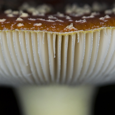 Deze vliegenzam stond vorig jaar in het Springendal in Ootmarsum. Voor dit detail ben ik er echt opgedoken met mijn macrolens.