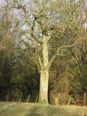 Bomen sommigen ouder dan een mensenleven.
Bomen . Bron van leven . Daarom niet aan komen  gemaakt in de late middag ,