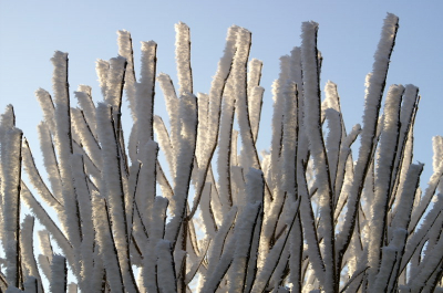 In een vorige winter, flink wat sneeuw, zonnig. Mooie kans voor deze ietwat tegenlicht opname, besneeuwde takken door de zon verlicht en samen een ritmisch beeld opleveren.
