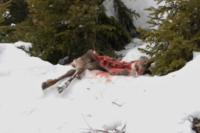 Ik ben de archieven aan het doorspitten. Ik plaats deze niet vanwege de perfectie, want de foto is overbelicht op de voorgrond. Heb er ook weinig aan gesleuteld.
Wel bizar als je op de ski's staat en dit ligt 2 meter boven de pisterand.