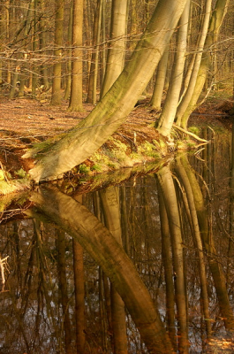 De reflectie hier (Voorstonden) was zo sterk en helder dat je de foto ook haast kan omkeren zonder dat erg opvalt. Ben benieuwd of jullie dit kunnen waarderen.
