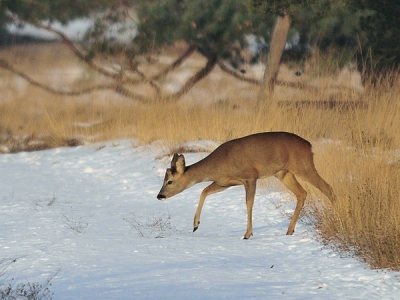 Wanneer je 's morgens vroeg op pad bent en er nog geen wandelaarssporen in de sneeuw te bespeuren zijn, dan heb je kans ze  te ontmoeten!