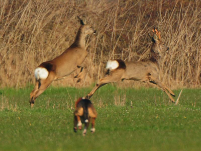 Het is niet de hond zijn schuld, maar de eigenaar die hem los laat lopen!
