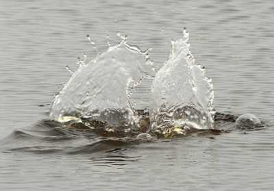 Dit opspattende water is eigenlijk het bijproduct van een duikende Zaagbek....