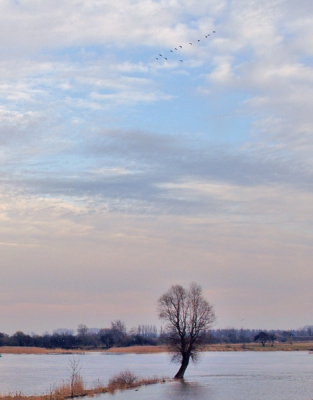 <i class='fa fa-user'></i> Alexander | Een vlucht vogels boven de lek  <i class='fa fa-eye'> 135</i>  <i class='fa fa-thumbs-up'> 1</i>   <i class='fa fa-comment-o'> 0</i>