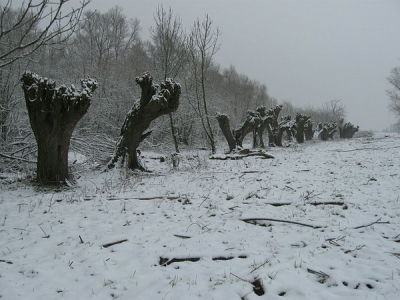 De winter , Daar staan ze de Knotwilgen op rij . gevormd door natuur en mensenhanden . landschaps elementen . o zo tekenend voor onze landschaps cultuur . een monument van wat ooit was