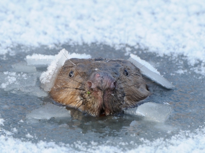 Vanaf een afstand zagen we deze Bever iedere om de 10-20m door het ijs breken om adem te halen. Naast zijn route gaan staan wachten en ja hij kwam vlak naast de auto boven.