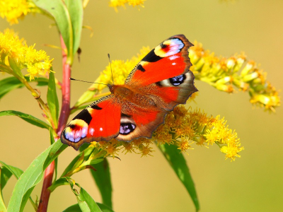 Vanuit het "bushokje" uitkijkend over het waterrijke natuur gebied, streek deze vlak voor m'n voeten op de bloem rijke dijkvoet neer..