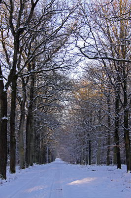 Tijdens onze wandeling over de hoge veluwe keek ik af en toe terug en opeens zag ik dit eindeloze weggetje.
Door de statige bomen en het vele wit vind ik het een heel mooi geheel geworden met heel veel diepte.