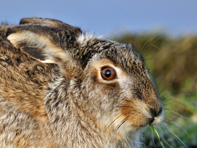 Heb je een 600mm, kruipt 'ie zowat bij je op schoot... Viel me nog mee wat er aan beeld overbleef. Prachtige ogen hebben ze toch!