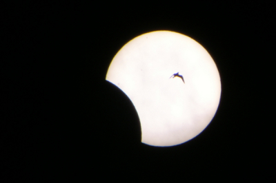 Een mooi moment en veel geluk dat die vogel precies tijdens de zonsverduistering voor de zon vloog... en ook dat ik op dat moment door m'n lens keek natuurlijk.