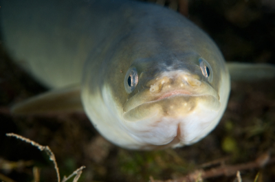 Tijdens nachtduiken is de kans veel groter om een aal tegen te komen. Meestal zitten ze weggestopt tussen stenen of onder waterplanten. Deze zwom vrij rond en liet zich fotograferen.