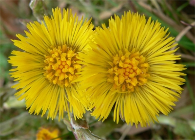 Vanmiddag even op pad geweest en kon deze mooie bloemetjes fotograferen. Ze blijven mooi en elk jaar zijn ze voor mij de aankondiging van een nieuwe lente,