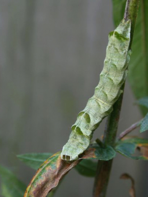 Perzikkruiduil rupsen zijn niet erg kieskeurig op hun waardplanten. Hier een rups op een vlinderstruik (Buddleja)