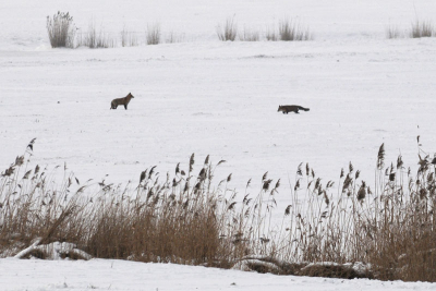Dezelfde 2 vossen als bij het album landschap, maar nu houdt de n de andere in de gaten.
De lichtomstandigheden waren verre van optimaal, maar misschien dat daarom juist de winterse sfeer goed overkomt.