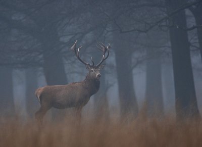 Het licht was eigenlijk al uit, en het park officieel al dicht en dan staat er ineens een roedel geweidragers voor je neus.... Toch maar wat geprobeerd vanwege de msit die wel een fraaie sfeer creerde. Door de lange sluitertijden veel afvallers, wat te verwachten was.