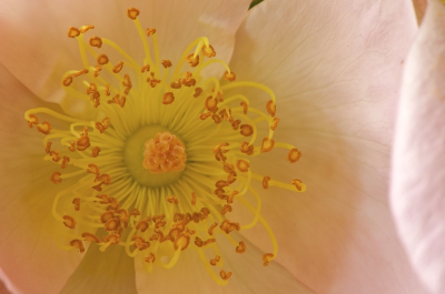 Je hebt van die perfecte windstille dagen, dan doe je een lens op de camera en daar doe je de hele dag mee. in dit geval de 105 mm VR. me uitsluitend op bloemen en insecten gericht. 
in dit geval dacht ik iets voor de seizoensopdracht 'abstract'.