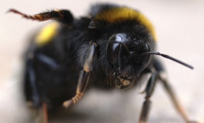 Beste een oudje uit het archief. Deze aardhommel was wel aan het eind van z'n latijn. Bewoog traag. Op de buik op het oprijpad gefotografeerd.
met 2,5 cm lichaamsgrootte kon ik hem aaien.
