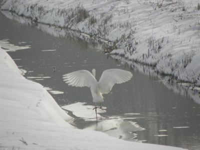 al wandelend kwam ik deze balancerende zilverreiger tegen