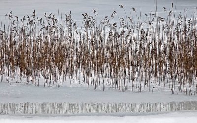 Deze ven zat nog vol ijs, toch is de dooi begonnen en zie je de spiegeling van het riet in het strookje water. Zet de dooi door...?