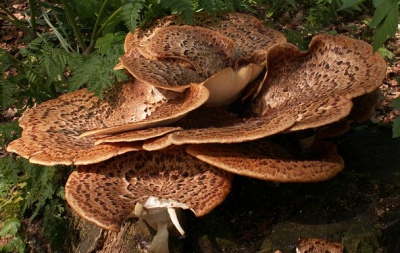 <i class='fa fa-user'></i>&nbsp;jannie&nbsp;| Zadelzwam&nbsp; <i class='fa fa-eye'>&nbsp;232</i> &nbsp; <i class='fa fa-comment-o'>&nbsp;4</i>