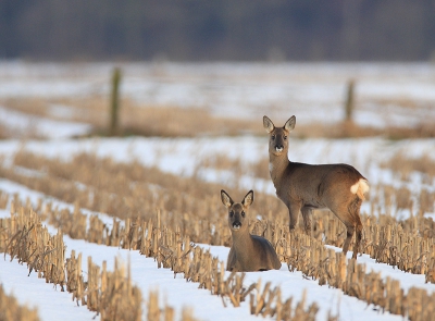De kraanvogels zijn reeds allen vertrokken aldaar, ik ben er echter speciaal voor die talloze prachtige reen nog weer terug gegaan en telde er in 2,5 uur meer dan 40 !!! sprongen van 3, 5, 6, 10 en zelfs 1 van 18 stuks !! Het was daar nog erg wit en op een aantal weggetjes nauwelijks rijdbaar, maar heb van deze prachtige dieren opnieuw genoten ! Groot verschil met NL: geen toeterende gergerde mensen die je je plaatje nioet gunnen, je bent er gewoon alleen ! (door de weeks)