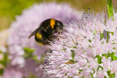 Deze foto is uit de hand genomen achter in de tuin.
Eindelijk een keer een hommel die is gelukt.