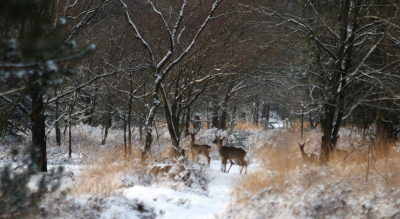 Tijdens de ochtendwandeling kwamen vanuit het niets plotseling 5 reen voorbij, gelukkig had ik de camera standby en kon ik deze foto maken.