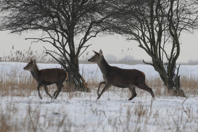 Over dit beeld valt weinig meer te zeggen, dan wat de kijker zelf kan zien. Op deze dag verbleven honderden herten  in -en rond het bos bij de Zeearendhut.