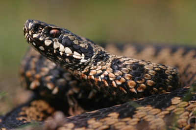 Deze Adder heb ik van een zo laag mogelijk opnamestandpunt gefotografeerd. Daardoor vind ik de sfeer het mooist en valt de achtergrond mooi weg. Ik moest wel een poosje wachten tot er een wolkje voor de zon kwam om het licht niet te hard te laten zijn.