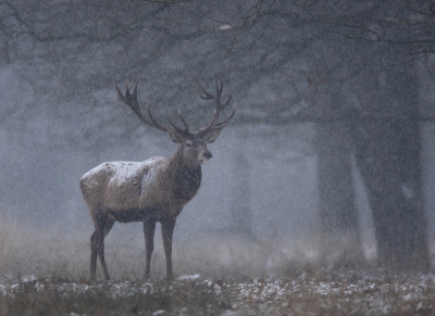 Nogmaals kort in het fraaie park de HV geweest, waar weer de nodige herten te zien waren. Toen iedereen genoeg geplaat had en ik als enige overbleef begon het naast de mist die er nog wat heerste flink te sneeuwen. De herten gaven er niets om, (zie de besneeuwde rug) mijn apparatuur gelukkig ook niet.