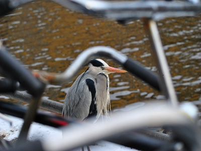 Deze stadsbewoner gefotografeerd tegenover het Anne Frankhuis, Prinsengracht. Het was een koude dag en reiger bleef rustig zitten.