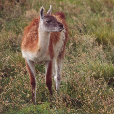 <i class='fa fa-user'></i> Passion4Photography | Guanaco  <i class='fa fa-eye'> 123</i>   <i class='fa fa-comment-o'> 1</i>