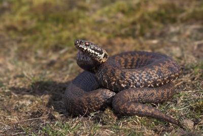 <i class='fa fa-user'></i> Klaas van Haeringen | Adder  <i class='fa fa-eye'> 563</i>  <i class='fa fa-thumbs-up'> 5</i>   <i class='fa fa-comment-o'> 10</i>