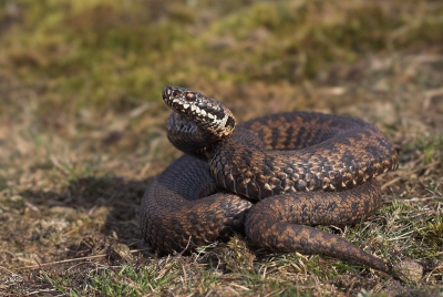 <i class='fa fa-user'></i> Klaas van Haeringen | Adder  <i class='fa fa-eye'> 562</i>  <i class='fa fa-thumbs-up'> 5</i>   <i class='fa fa-comment-o'> 10</i>