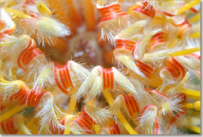 deze bloem vond ik wel mooie en daarom heb ik hem in macro sand genomen