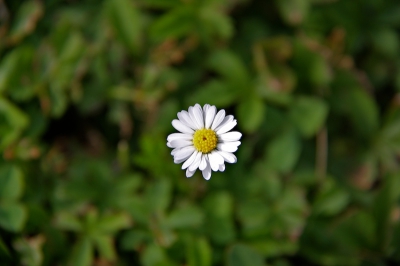 Onder de warme zomerzon in de vrije natuur, deze madelief geschoten. Door zijn rechte, hoge steel, het perspectief van bovenaf en het diafragma lijkt het alsof de madelief zweeft.