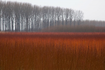 Langs de weg van Zwolle naar Wijhe staat nog een veld met Belgisch Rood, een buigzaam 'twieg', dat in vroeger tijden werd gebruikt voor het vlechten van manden en nu wordt gebruikt voor het opbinden van wijnranken.