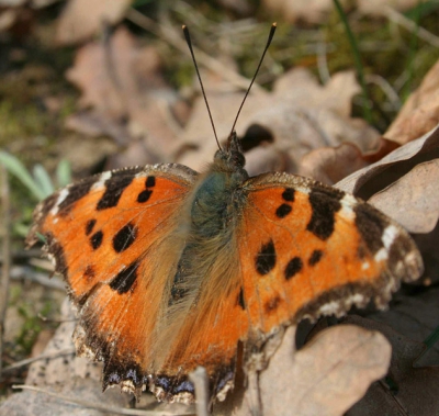 De grote vossen waren denk ik net uit hun overwintering ontwaakt. Hele gave exemplaren zie je dan niet