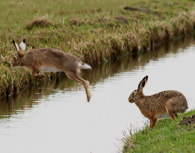 <i class='fa fa-user'></i> Alexander | Lepus europaeus jumpus  <i class='fa fa-eye'> 256</i>   <i class='fa fa-comment-o'> 4</i>