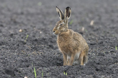 De haas zat al even voor mij in het veld,en bewoog langzaam naar mijn dekking.
Hij /zij zag mij niet maar hoorde mogelijk wel de sluiter...