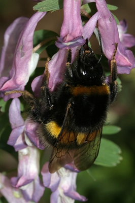 <i class='fa fa-user'></i> Herman Berkhoudt | Aardhommel & Vingerhelmbloem  <i class='fa fa-eye'> 111</i>   <i class='fa fa-comment-o'> 5</i>